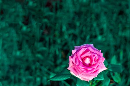 pink rose on a dark green background, greeting card with place for textの写真素材