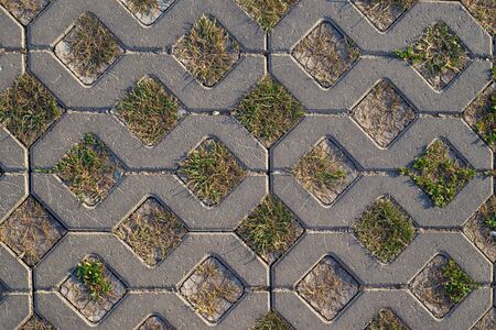 background of light paving stones in the form of rhombuses with sprouted grass, sprouts of life...