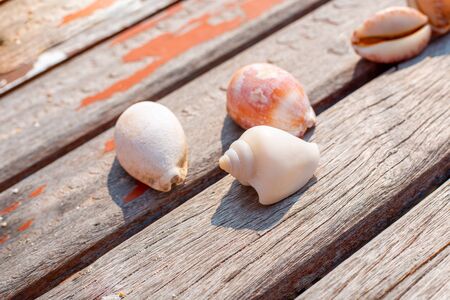 seashells on old wooden texture background, vacation concept on the sea