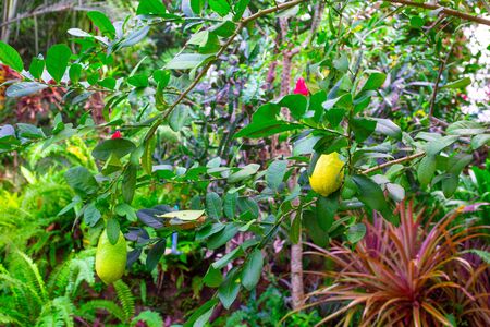 bright green background with yellow lemon fruits on a tree in a tropical garden