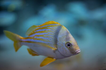 beautiful yellow-blue fish swims in sea water, the underwater world of the ocean