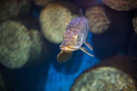 big fish pike swims in water, behind glass in an aquariumの写真素材