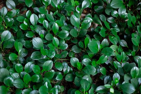 dark background of small dense green leaves growing in a tropical garden in asiaの写真素材
