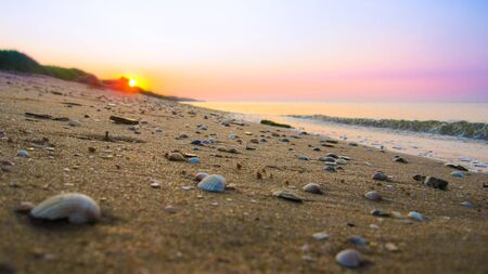 on a sandy surface on the seashore lie seashells, in the background a beautiful sunset