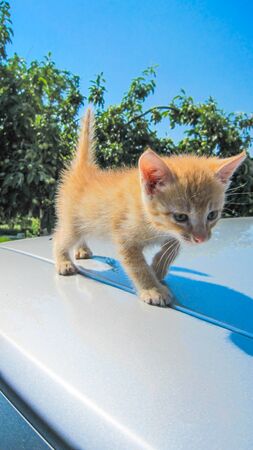 little red kitten walks on the hood of the car, cute petsの写真素材