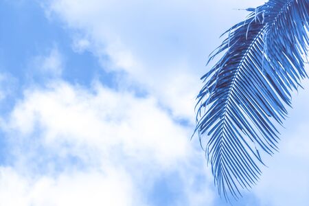 palm leaf on the right against the sky with clouds with copy space, blue tinted, template for textの写真素材