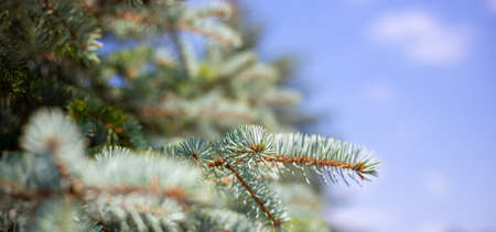 spruce branch with needles on a background of blue sky, blurred background with copy space, banner