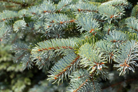 Christmas background blue spruce,selective focus. Coniferous plant, close-up