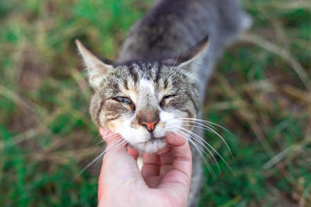 the hostess caresses a gray striped cat, the animal narrowed its eyes with pleasure. Love and care for petsの写真素材