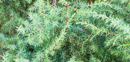 Juniper tree, blurred green needle-like foliage background. Valuable plant in the Caucasus