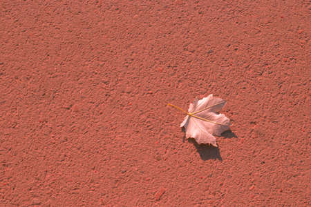 autumn leaf on orange textured background, copy space. Template for text.