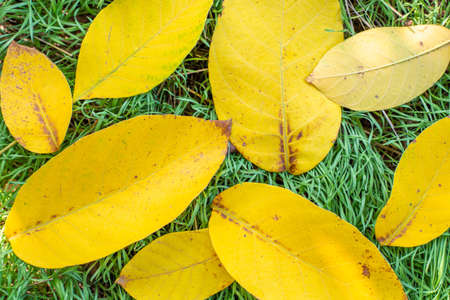 bright yellow leaves lie on the green grass. Natural autumn background.