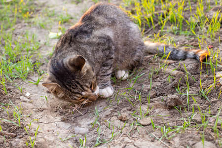 gray cat hunter caught a mouse and eats it. Basic instinct in animals.の写真素材