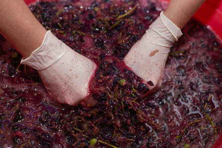 making wine from grapes, female hands crush a bunch of grapes to form juice.の写真素材