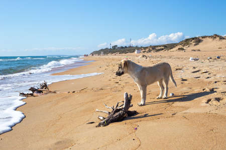 white puppy walks along the empty muddy sea beach with garbage. End of the tourist season.の写真素材