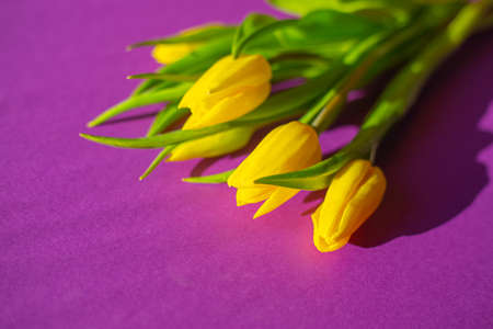 Yellow tulips on a purple background, soft focus. Postcard, congratulations for women.の写真素材