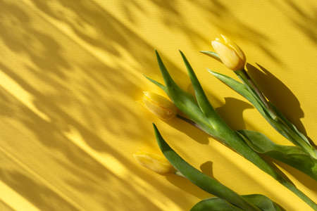 yellow tulip on a yellow background with stripes of shadows from a transparent tulle. The concept of the holiday, congratulations, postcards.の写真素材