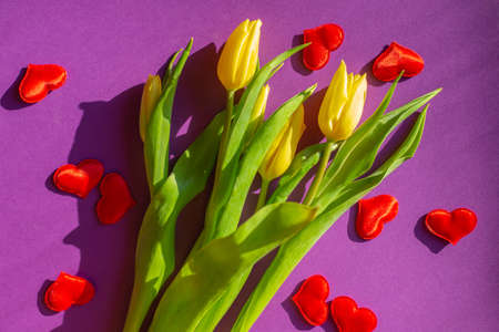 Yellow tulips on a purple background, red hearts are scattered on the sides. Postcard, congratulations for women.の写真素材