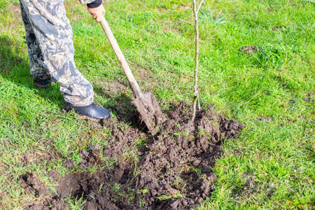 Planting seedlings of fruit trees. A man buries a young fruit tree in the garden with a shovel in...