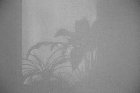 The shadow of the foliage of the flowers on the window is displayed against the gray wall. Abstract...