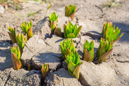 Sprouts of young lily bulbs sprouting from the cracked ground in spring. The awakening of nature.の写真素材
