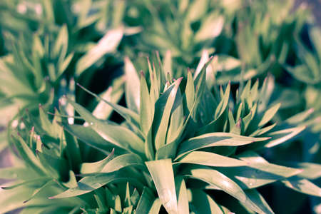 Young leaves of a lily garden plant. Landscaping and gardening of the suburban area. Vegetable...