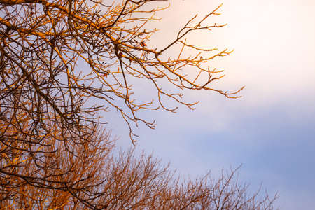 Leafless tree branches against the sky illuminated by the evening sun. Natural landscape in early spring.の写真素材
