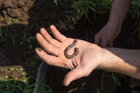 A large fat earthworm in the palm of a man's gardener. Natural loosening of the earth.の写真素材