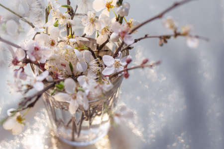 Delicate white flowers on sakura branches in a glass, blurred background. Spring mood.の写真素材
