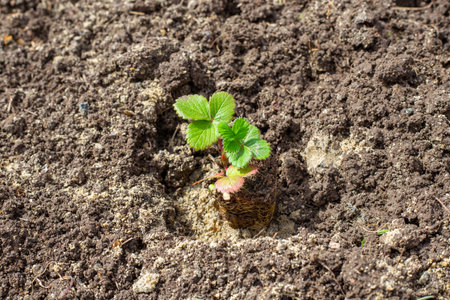 Planting strawberries in the ground. A small strawberry seedling with developed roots stands in the...