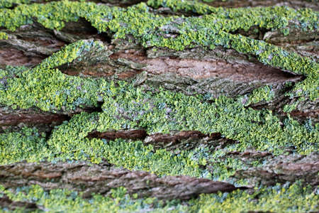 Background of the bark of an old tree covered with green moss.Protection of nature.