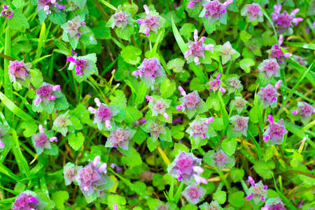 Purple nettle flowers on a background of green grass. Spring bright background.の写真素材