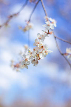 Branch of blossoming sakura on a background of blue sky on a spring sunny day.