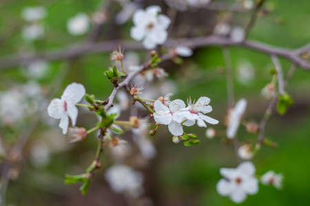 White delicate flowers and young leaves on a branch of an apple tree. Spring in the garden....
