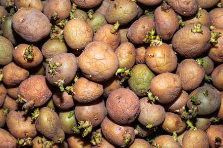 Small potato tubers with green sprouts for planting in the garden. Natural background from vegetable seedlings.の写真素材