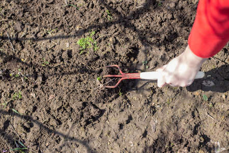 Agriculture in spring. A woman with small rake loose ground for planting plant seeds.