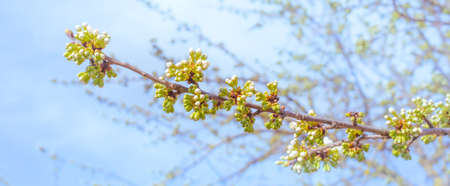 White flowers and green buds with leaves on a cherry branch against the background of the sky,...