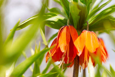 Beautiful bright orange garden lily flowers, selective focus.の写真素材