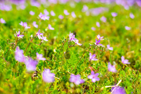 Small lilac wildflowers Common stork blooming in spring, blurred background. Wallpaper, bright flower screensaver.の写真素材