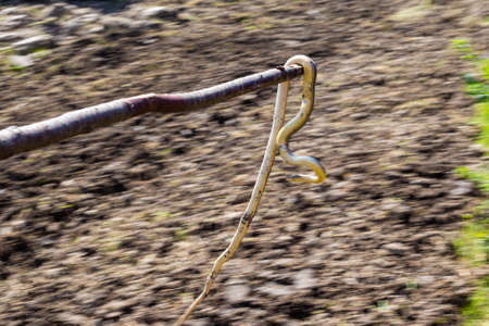 A large gray-yellow snake named Caspian or yellow-bellied snake was caught and carried on a stick to...