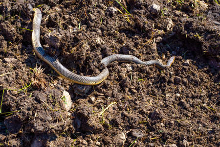 A large gray-yellow snake named Caspian or yellow-bellied snake crawls over freshly plowed land in spring. Red Book animals. Mating time.の写真素材
