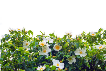 Beautiful white flowers of wild rose on a bush with green leaves on a white background. Template for...