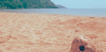 Coconut on a sandy beach by the sea, soft toning. Travel and tourism. Copy space.の写真素材