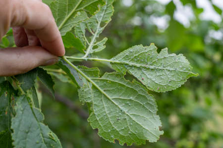 A branch with leaves of a fruit tree, eaten by aphid pests. Small green insects feed on the greenery...