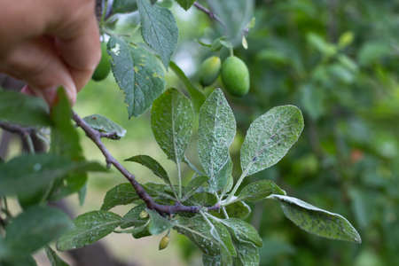 The gardener holds a branch of a plum tree with leaves eaten by aphid pests. Small green insects feed on the greenery on the back of the leaf.の写真素材