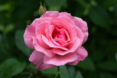 Pink rose of the variety Queen Elizabeth on a dark green background close-up. Breeding and caring...