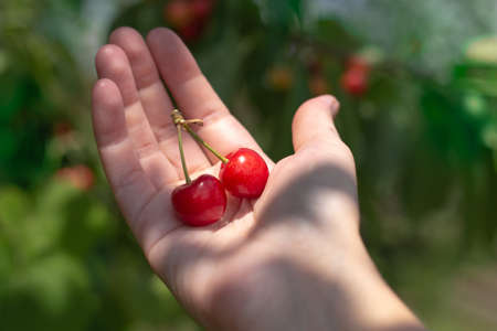 Two cherries in a woman's palm. Delicious red ripe berries, a healthy delicacy.