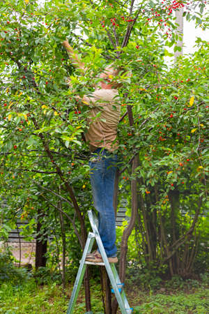 A man in the garden stands on a folding ladder and picks ripe cherries from a tree.
