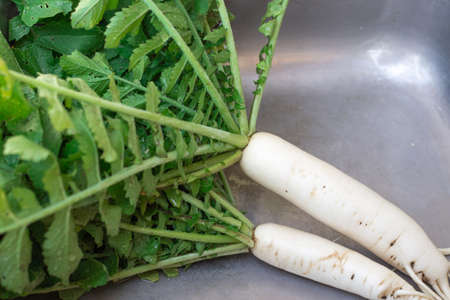 White Japanese radish Daikon in the iron sink of the garden kitchen. Delicious juicy healthy fruit.の写真素材