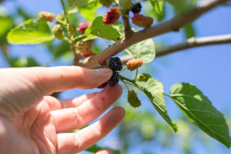 Ripening berries in the garden. A woman's hand picks a juicy ripe mulberry berry.の写真素材